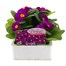 Primrose F1 Ambie Violet 6 Pack Boxed Bedding Alternative Image