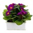 Primrose F1 Ambie Violet 6 Pack Boxed Bedding Alternative Image