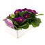 Primrose F1 Ambie Violet 6 Pack Boxed Bedding Alternative Image