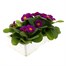 Primrose F1 Ambie Violet 6 Pack Boxed Bedding Alternative Image