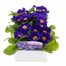 Primrose F1 Blue 6 Pack Boxed Bedding Alternative Image