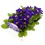 Primrose F1 Blue 6 Pack Boxed Bedding Alternative Image