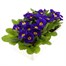 Primrose F1 Blue 6 Pack Boxed Bedding Alternative Image