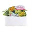 Primrose Daffodil Mixed 6 Pack Boxed Bedding  Alternative Image