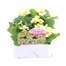 Primrose F1 Everlast 6 Pack Boxed Bedding Alternative Image