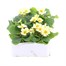 Primrose F1 Everlast 6 Pack Boxed Bedding Alternative Image
