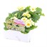 Primrose F1 Everlast 6 Pack Boxed Bedding Alternative Image