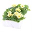 Primrose F1 Everlast 6 Pack Boxed Bedding Alternative Image