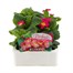 Primrose F1 Rose 6 Pack Boxed Bedding Alternative Image