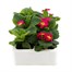 Primrose F1 Rose 6 Pack Boxed Bedding Alternative Image