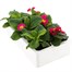 Primrose F1 Rose 6 Pack Boxed Bedding Alternative Image