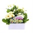 Primrose F1 Gemini Cream 6 Pack Boxed BeddingAlternative Image1
