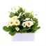 Primrose F1 Gemini Cream 6 Pack Boxed BeddingAlternative Image2