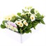 Primrose F1 Gemini Cream 6 Pack Boxed BeddingAlternative Image3