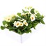 Primrose F1 Gemini Cream 6 Pack Boxed BeddingAlternative Image4