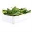 Primrose F1 Golden Yellow 6 Pack Boxed Bedding Alternative Image
