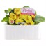 Primrose F1 Golden Yellow 6 Pack Boxed Bedding Alternative Image