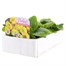 Primrose F1 Golden Yellow 6 Pack Boxed Bedding Alternative Image