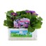 Primrose Provence Mix - Super 6 Pack Boxed Bedding Alternative Image