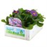 Primrose Provence Mix - Super 6 Pack Boxed Bedding Alternative Image