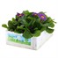 Primrose Provence Mix - Super 6 Pack Boxed Bedding Alternative Image