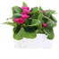 Primrose Raesbury Rose Super 6 Pack Boxed Bedding Alternative Image