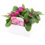 Primrose Raesbury Rose Super 6 Pack Boxed Bedding Alternative Image