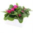 Primrose Raesbury Rose Super 6 Pack Boxed Bedding Alternative Image