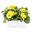 Primrose Rambo Yellow Super 6 Pack Boxed Bedding Alternative Image