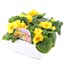 Primrose Rambo Yellow Super 6 Pack Boxed Bedding Alternative Image