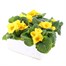 Primrose Rambo Yellow Super 6 Pack Boxed Bedding Alternative Image