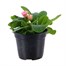 Primrose Rose Bud Mixed 13cm Pot Bedding Alternative Image