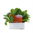 Primrose F1 Salmon Orange 6 Pack Boxed Bedding Alternative Image