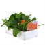 Primrose F1 Salmon Orange 6 Pack Boxed Bedding Alternative Image