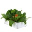 Primrose F1 Salmon Orange 6 Pack Boxed Bedding Alternative Image