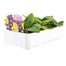 Primrose F1 Spring Sunshine 6 Pack Boxed Bedding Alternative Image