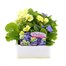 Primrose F1 Vanilla Sky 6 Pack Boxed Bedding Alternative Image