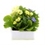 Primrose F1 Vanilla Sky 6 Pack Boxed Bedding Alternative Image