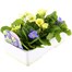 Primrose F1 Vanilla Sky 6 Pack Boxed Bedding Alternative Image