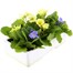 Primrose F1 Vanilla Sky 6 Pack Boxed Bedding Alternative Image