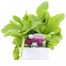 Primula Denticulata 6 Pack Boxed BeddingAlternative Image1