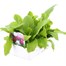 Primula Denticulata 6 Pack Boxed BeddingAlternative Image3