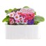 Primula F1 Wanda Hybrids Mix 6 Pack Boxed Bedding Alternative Image