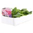 Primula F1 Wanda Hybrids Mix 6 Pack Boxed Bedding Alternative Image