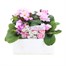 Primrose Woodland Dell Rose Super 6 Pack Boxed Bedding Alternative Image