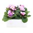 Primrose Woodland Dell Rose Super 6 Pack Boxed Bedding Alternative Image