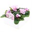 Primrose Woodland Dell Rose Super 6 Pack Boxed Bedding Alternative Image