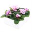 Primrose Woodland Dell Rose Super 6 Pack Boxed Bedding Alternative Image