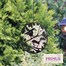 Primus Black Robin & Wren Hanging Garden Decor Mirror Silhouette (PT2702BK)Alternative Image1