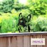 Primus Metal Frenchie Peeking Dog Garden Decor Silhouette (PF1012)Alternative Image1
